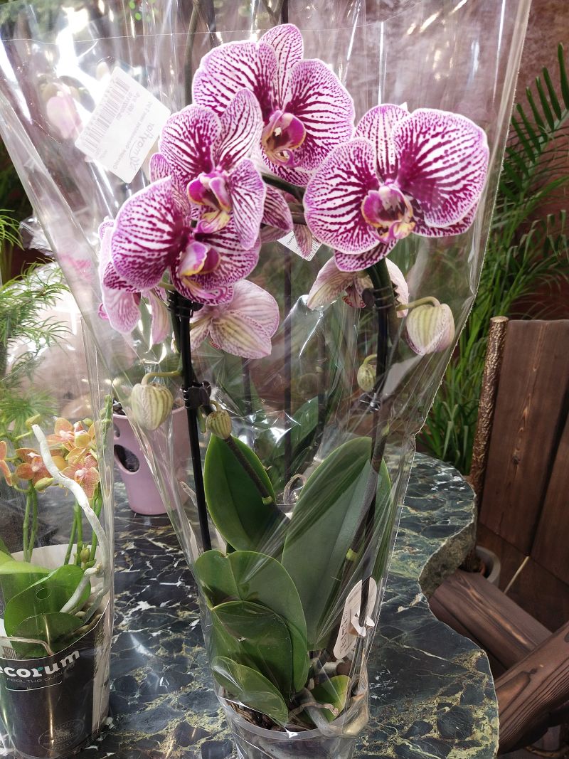 Купить орхидею в интернет магазине в москве комнатные цветы интернет магазин москва